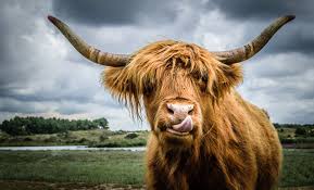 How they achieve such a legendary status of floof (definitely not a scientific term) is through a double coat of hair. 10 Of The Most Exceptional Cattle Breeds
