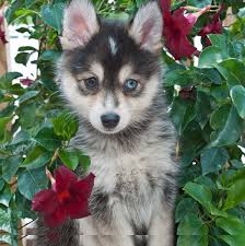 Pomeranian husky mix the complete pomsky owner guide care price more canine bible. Pomeranian And Husky Mix Puppies Online Off 71