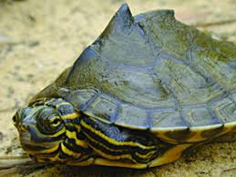 Though greatest reserved for knowledgeable keepers, barbour's map turtle (graptemys barbouri) deserves extra consideration from personal fanatics and zoos.with a specialized food plan and restricted vary, it faces an unsure future within the wild. Lawsuit Filed To Protect Rare Turtle In Florida Georgia And Alabama