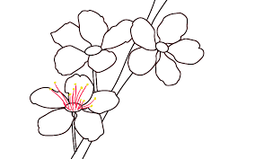 How to draw cherry blossoms step by step. How To Draw Cherry Blossoms Draw Central