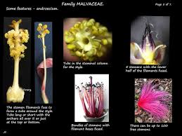 Image result for Malvaceae: Byttnerioideae, Helicteroideae