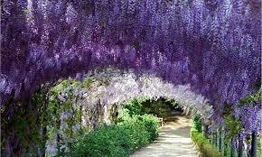 Image result for Wisteria