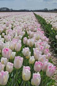 Tulpenfeld Infinity Tulpen Feld Tulpen Pflanzen