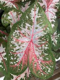 Image result for Cyanastrum johnstonii