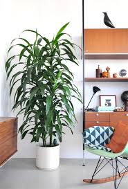 Wondering how much your nursery will cost? Plants For Your New Baby S Nursery Spider Plant And Jade Plant