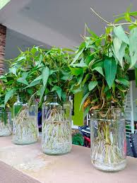 Pada dasarnya media tanam tersebut. Tip Tanam Pokok Kesum Dalam Air Kalau Nampak Daun Mula Kuning Kena Trim Begini Supaya Daun Kekal Subur Merimbun Vanilla Kismis