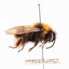 Image result for Bombus bohemicus