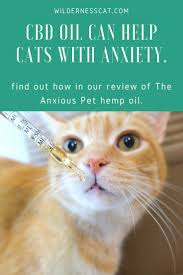 The oil is a bit harder to administer, however it does. The Anxious Pet Hemp Oil For Cats Can Cbd Hemp Oil Help Cats With Anxiety