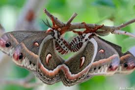 Image result for Cecropia