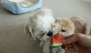 Browse latest funny, amazing,cool, lol, cute,reaction gifs and animated pictures! Let S Call A Truce For The Tasty Animal Gifs Gifs Funny Animals Funny Gifs