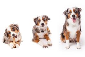 My Mini Australian Shepherd Growth From 3 Months To 1 Year