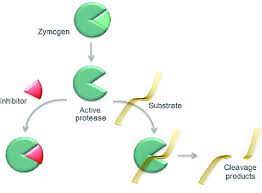 It may aid digestion by helping food move faster through the digestive tract and boosting the body's own production of. Proteases Are Highly Regulated On The Protein Level Expressed As Download Scientific Diagram