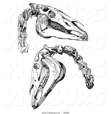 As with all new generations of games, black & white bring a plethora of pokémon to the fold. Clip Art Of Two Horse Skulls And Neck Bones Black And White By Picsburg 56498