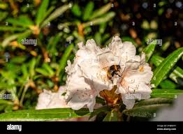 Image result for Bombus pascuorum gotlandicus