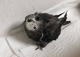 Результат пошуку зображень за запитом "стриж"