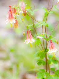 Pin On Flower And Fauna