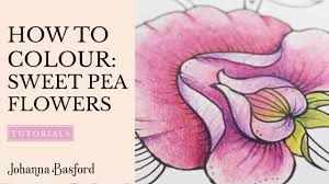 Enjoy a fantastical world of beautiful plants, flowers, and book loving animals (30 double page spread coloring pages equal to 60 single coloring pages) (9781735933023): Colouring Tutorial How To Colour Sweet Pea Flowers Youtube