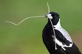 476 likes · 2 talking about this · 26 were here. What Items Have You Seen Magpies Collecting To Build Their Nests Tell Us Here The Magpie Whisperer