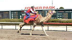 Starting in the 1950s, the operation has grown to accommodate a grandstand, racetrack, the heartland events the timeline of fonner park begins in the 1950's, back to a time when the farmland property set on the outskirts of grand island was owned and operated. Massive Crowd Fills Fonner Park To See Camels And Ostriches Race Grand Island Local News Theindependent Com