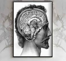 Find great deals on ebay for vintage anatomy book. Vintage Brain Anatomical Drawings Poster Canvas Painting Diy Wall Paper Posters Home Decor Gift Buy At The Price Of 3 22 In Aliexpress Com Imall Com