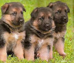 As its name may suggest, the newfoundland comes from the canadian island of the same name. German Shepherd Puppies For Sale In Long Island Petsidi