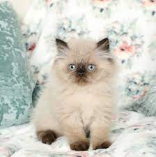 Samson Seal Point Himalayan Kitten For Sale Himalayan Kitten Himalayan Kittens For Sale Himalayan Cat Kitten