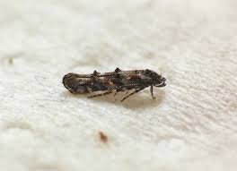 Image result for Mompha miscella