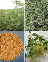 Image result for Trigonella