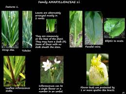 Image result for Amaryllidaceae