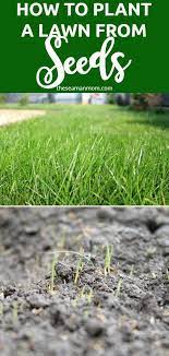 How To Grow A Lawn From Seeds Growing Grass Planting Grass Growing Grass From Seed