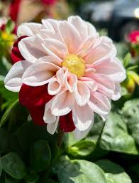 Image result for Dahlia x pinnata `Redskin`