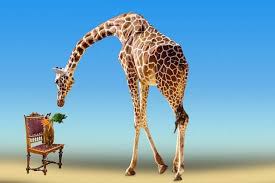 Picture below is part of kleurplaten schattige dieren content which is categorized within dieren kleurplaten van schattige dieren kleurplaat van schattige dieren kleurplaten schattige dieren and published at september 20th 2018 18 49 26 pm by admin. 15 Gratis Dieren Kleurplaten Leuke Kleurplaten Nl