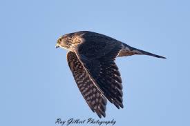 Merlin In Flight Larger Than Kestrels Smaller Than Peregrine Falcons Merlins Are An Extremely Fast Bird Of Prey Birds Of Prey Uk Merlin Bird Pet Birds