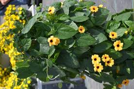Image result for Thunbergia alata