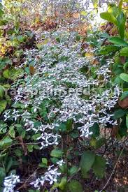 Image result for Congea