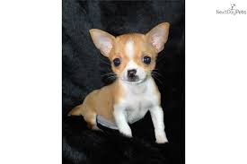I Am A Cute Chihuahua Puppy Looking For A Home On Nextdaypets Com Chihuahua Puppies Cute Chihuahua Puppies