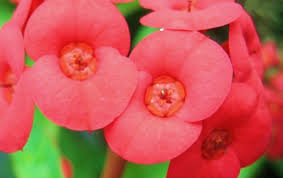 For sale is one euphorbia milii, pink charm, small plant, shown on the last 3 photos. American Beauty Crown Of Thorns Live Plant Euphorbia Milii Red Flower Cactus Like Succulent Starter Size 4 Inch Pot Emerald Tm Emerald Goddess Gardens