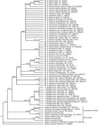 Jovibarba hirta 'bulgaria' is an historic garden plant with succulent foliage. Phylogeny Biogeography And Evolution Of Edaphic Association In The European Oreophytes Sempervivum And Jovibarba Crassulaceae International Journal Of Plant Sciences Vol 176 No 1