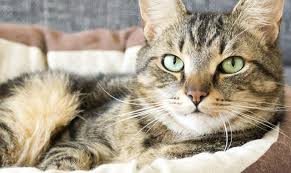 Mutlu Ve Saglikli Bir Kedi Icin En Iyi 5 Ipucumuz Everclean Turkey