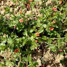Image result for Anagallis kochii