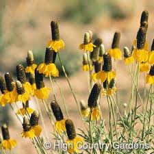 Blooms atop slender, erect stems from spring to early summer. Ratibida Columnifera Yellow Yellow Prairie Coneflower Low Water Plants Eco Friendly Landsca Low Water Plants High Country Gardens Drought Resistant Plants