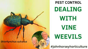 The three types of weevils that common indoor kitchen pests range in size from 1/8 to 3/16 inch long. How To Control Vine Weevils Dealing With Vine Weevils In Your Garden Youtube
