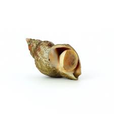 Bulot Poissons Et Fruits De Mer Recouvrez les bulots d'eau froide. www academiedugout fr