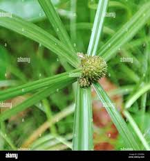 Image result for Kyllinga erecta