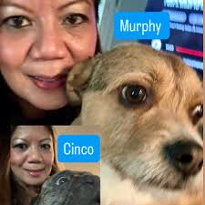 Murphy (3yo, 9mo Wire Fox Terrier mix) and Cinco (4yo Frenchie) were back  for 5 nights and left Sunday 12/28. Late in posting a lot of doggies that  have already left. They