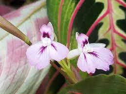 Prayer Plant Blossoms Plants Prayer Plant Blossom