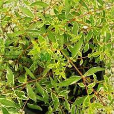 An excellent zone 6 shrub. Variegated Abelia Silver Anniversary Abelia Grandiflora Silver Anniversary Caprifoliaceae Sms Marmara Group