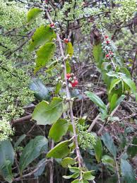 Image result for Maytenus