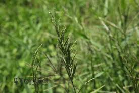 Image result for Eriochloa