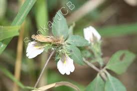 Image result for Blepharis maderaspatensis